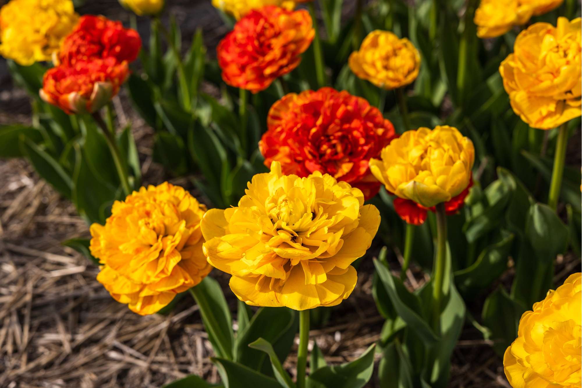 Tulpe 'Sun Lover'